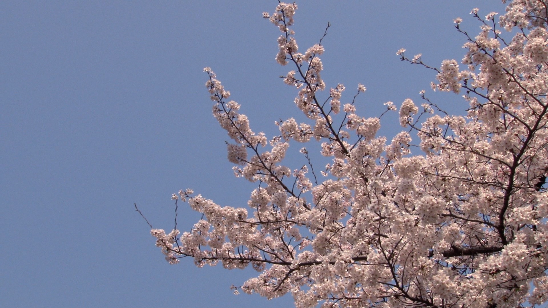 Spring cherry blossoms and a blue sky _ 01