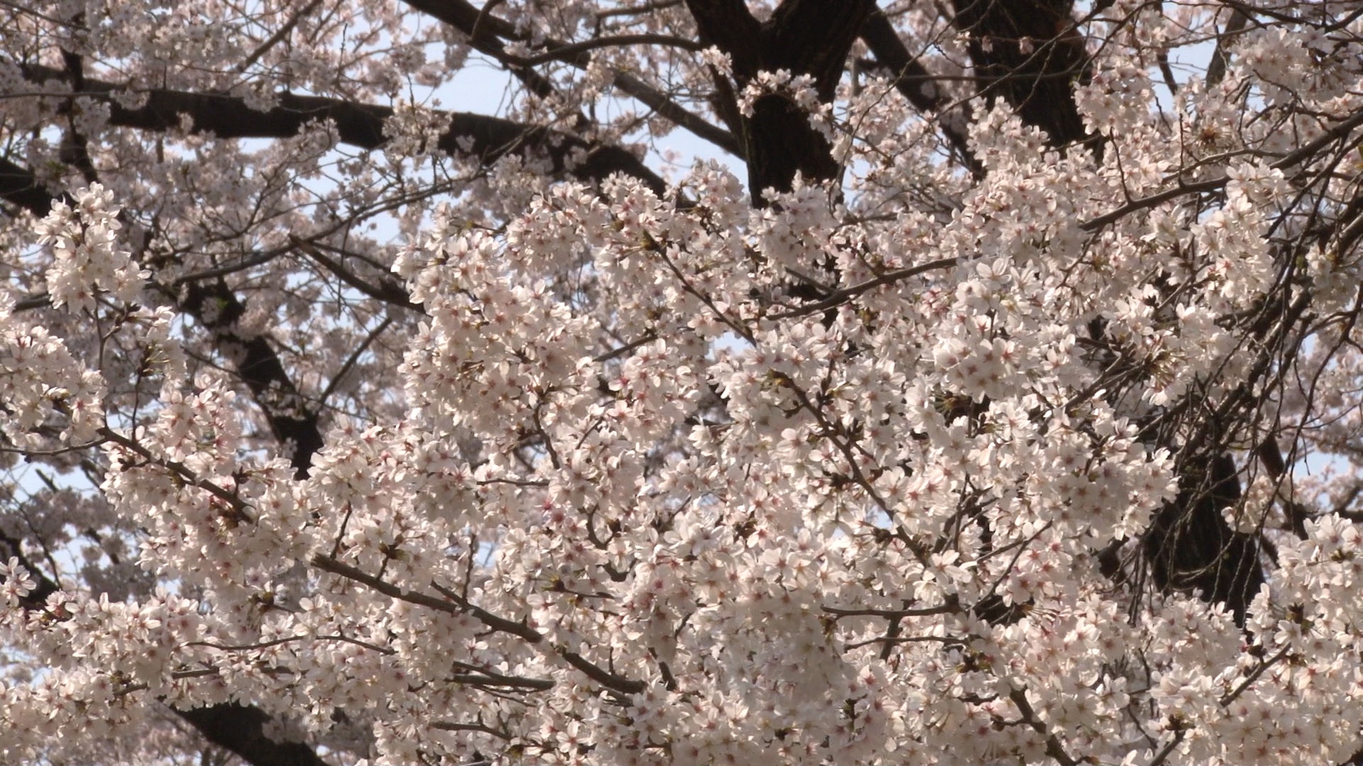春らしい桜_02