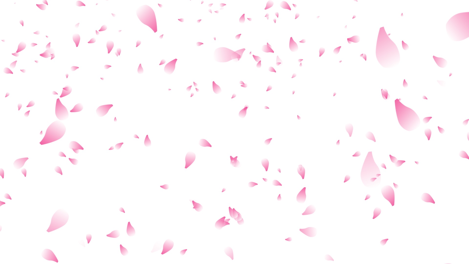 桜の花びらが降ってくる背景CG素材（白い背景）
