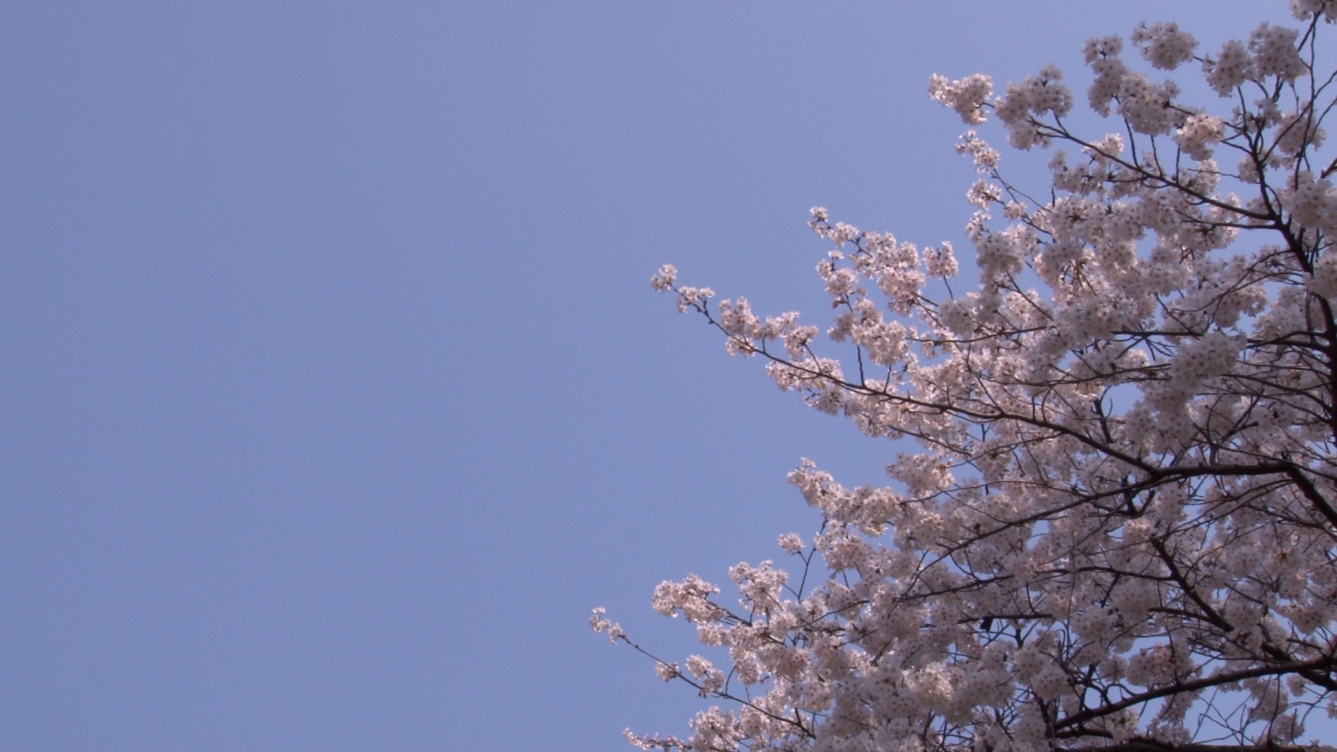春らしい桜と青空_07