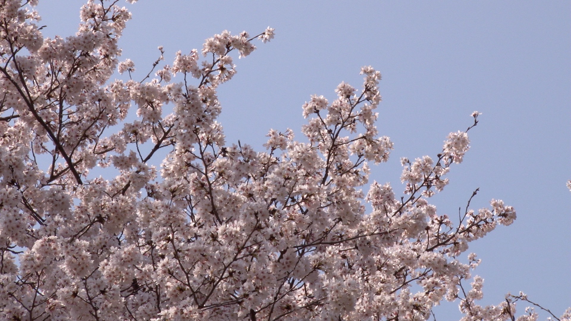 春らしい桜と青空_03