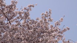 春らしい桜と青空_03