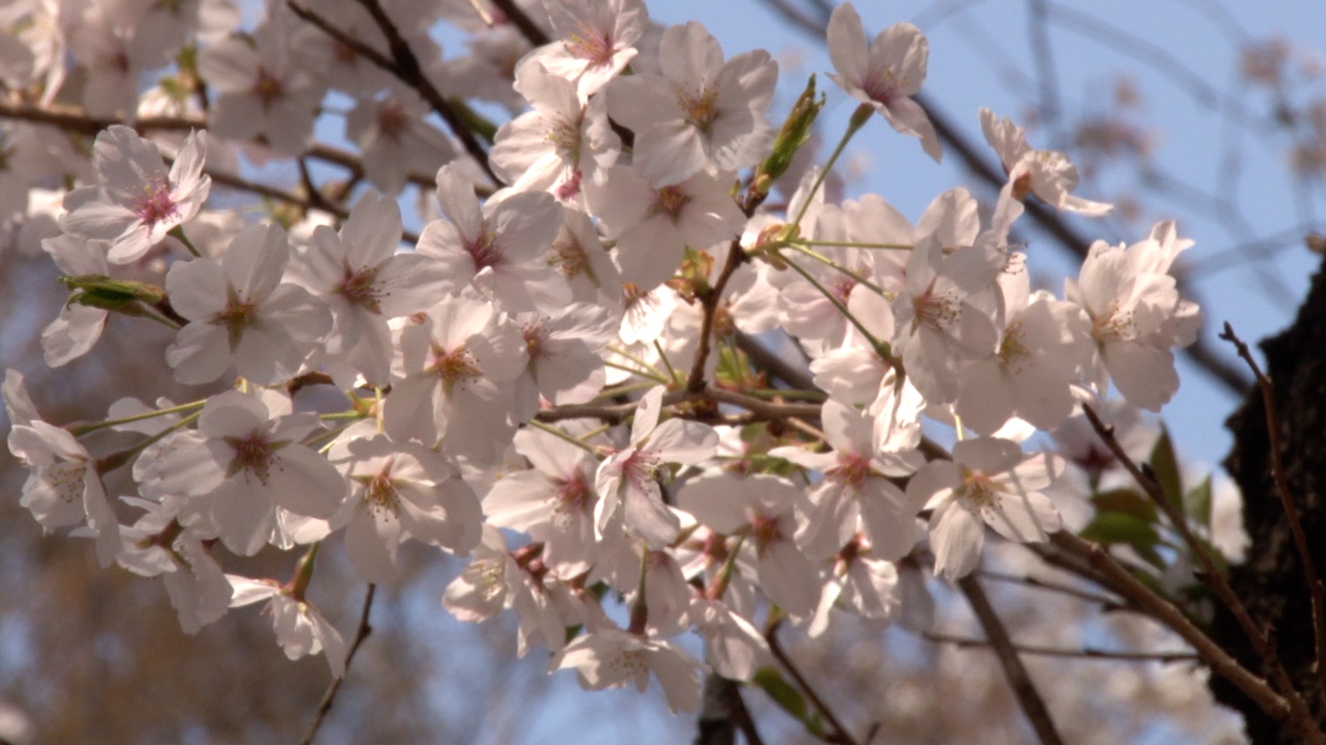 春らしい桜と青空_04