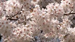 Spring cherry blossoms and a blue sky _ 06